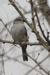 Ashy Flycatcher photo 3