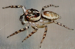 Cytaea plumbeiventris