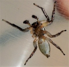 Cytaea plumbeiventris