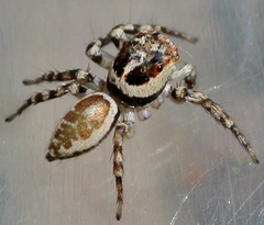 Cytaea plumbeiventris