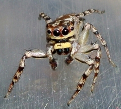 Cytaea plumbeiventris