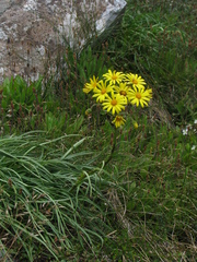 Dolichoglottis lyallii