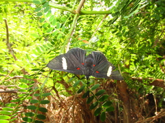 Melanis leucophlegma