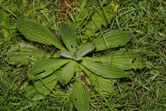 Plantago media