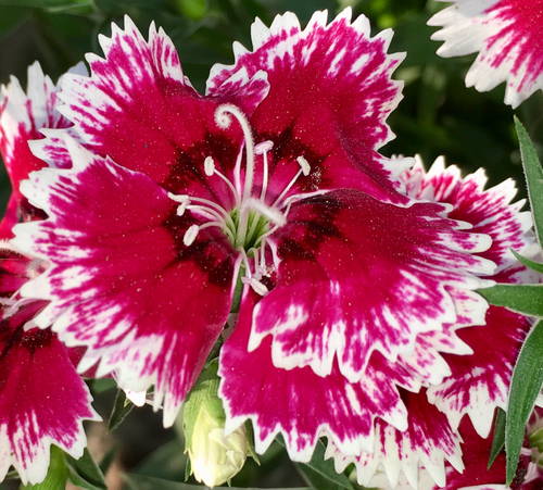 Dianthus chinensis × barbatus