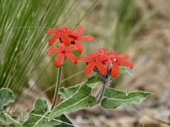 Oxypetalum coccineum