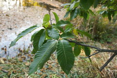 Castanea sativa