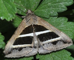 Grammodes bifasciata