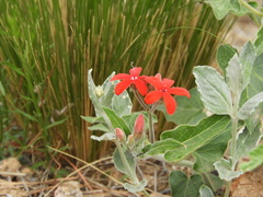 Oxypetalum coccineum