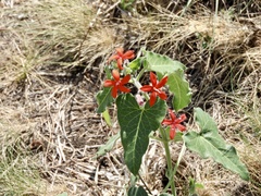 Oxypetalum coccineum