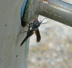 Synoeca ilheensis