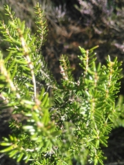 Erica australis