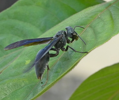 Synoeca ilheensis