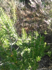 Erica australis