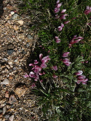 Trifolium nanum