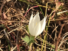 Crocus vallicola
