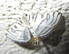 Conchylodes concinnalis