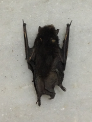 Vespertilionidae