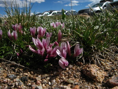 Trifolium nanum
