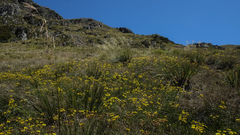 Dolichoglottis lyallii