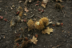Castanea sativa