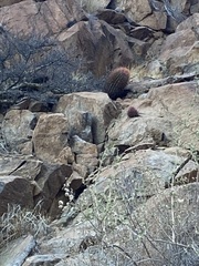 Ferocactus gracilis gracilis