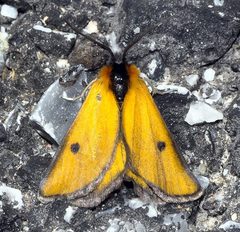 Heliothea discoidaria