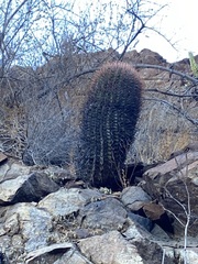 Ferocactus gracilis gracilis
