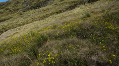 Dolichoglottis lyallii