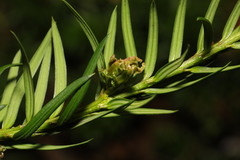 Cecidophyopsis psilaspis