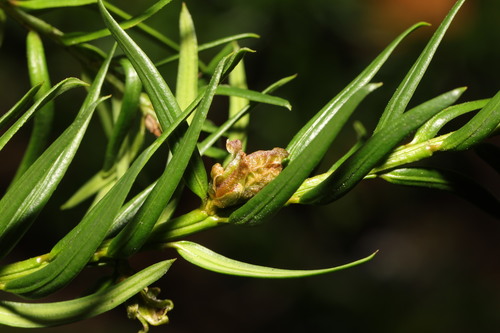 Cecidophyopsis psilaspis