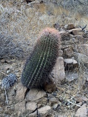 Ferocactus gracilis gracilis