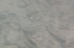 Haemulon flavolineatum