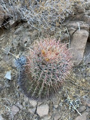 Ferocactus gracilis gracilis