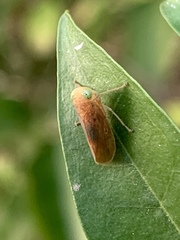 Coelidiinae