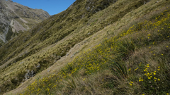 Dolichoglottis lyallii