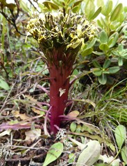 Soroseris hookeriana erysimoides