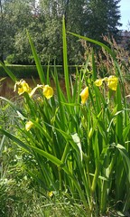 Iris pseudacorus