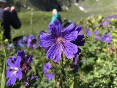 Geranium gymnocaulon