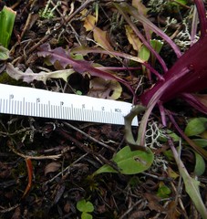 Soroseris hookeriana erysimoides
