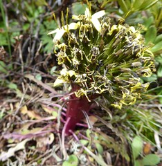 Soroseris hookeriana erysimoides