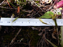 Soroseris hookeriana erysimoides