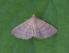 Carteris oculatalis