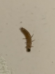 Malachius scutellaris