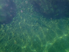 Acipenser medirostris