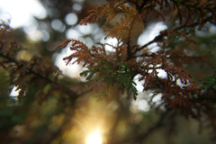 Taxodium