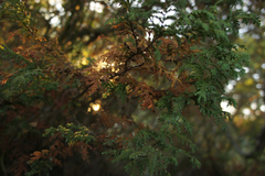 Taxodium