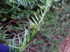 Cecidophyopsis psilaspis