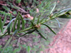 Cecidophyopsis psilaspis