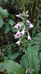 Calanthe sylvatica image